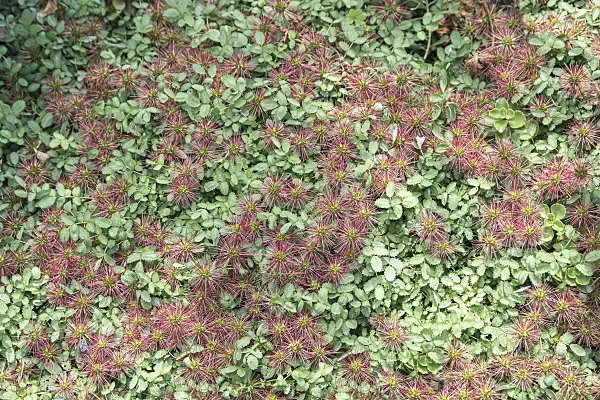 651003 - Acaena buchananii