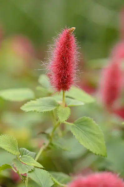 547396 - Acalypha hispaniolae