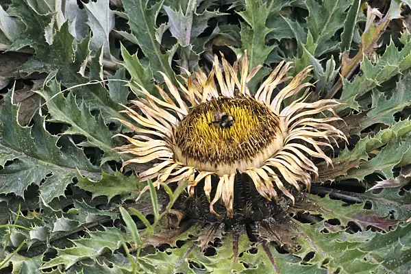 367069 - Acanthus-leaved carline thistle (Carlina acanthifolia)