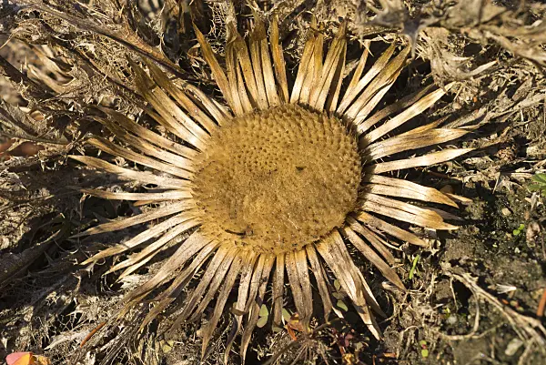 551036 - Acanthus-leaved carline thistle (Carlina acanthifolia)