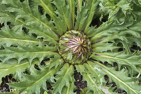 558322 - Acanthus-leaved carline thistle (Carlina acanthifolia)
