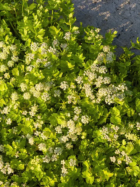 462186 - Ache rampante (Apium repens)