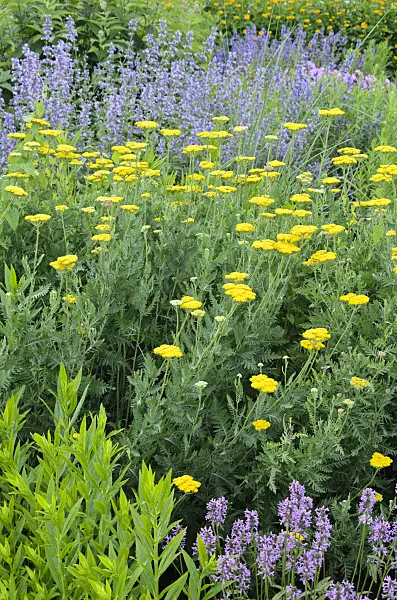 522041 - Achillée jaune (Achillea filipendulina)