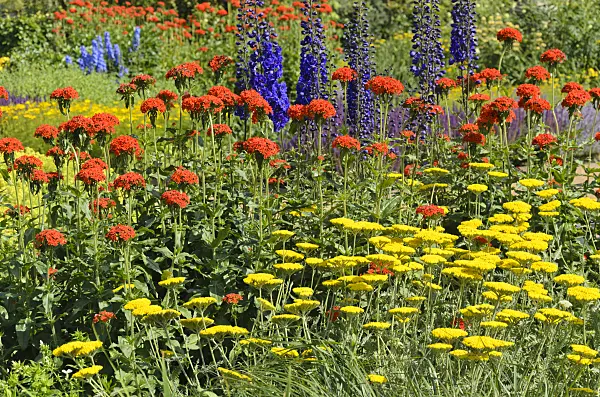 545183 - Achillée jaune (Achillea filipendulina), croix de Malte (Lychnis chalcedonica syn. Silene chalcedonica) et grande dauphinelle (Delphinium elatum)