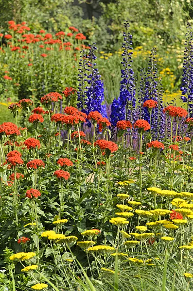 545186 - Achillée jaune (Achillea filipendulina), croix de Malte (Lychnis chalcedonica syn. Silene chalcedonica) et grande dauphinelle (Delphinium elatum)