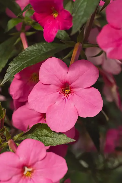 512027 - Achimenes