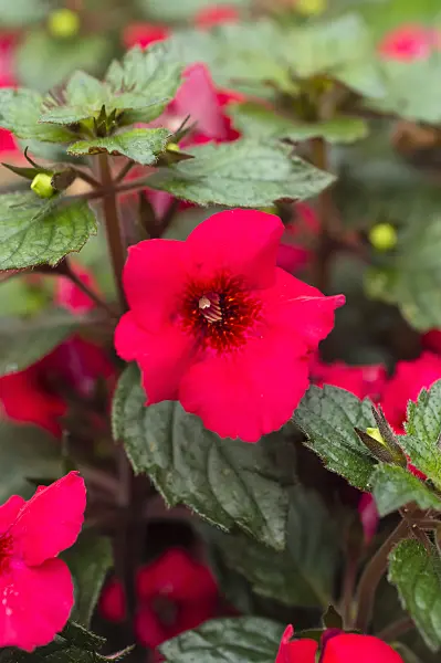 512041 - Achimenes