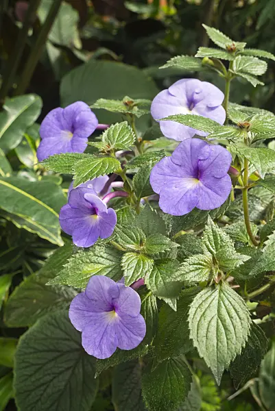 608117 - Achimenes Blue Swan