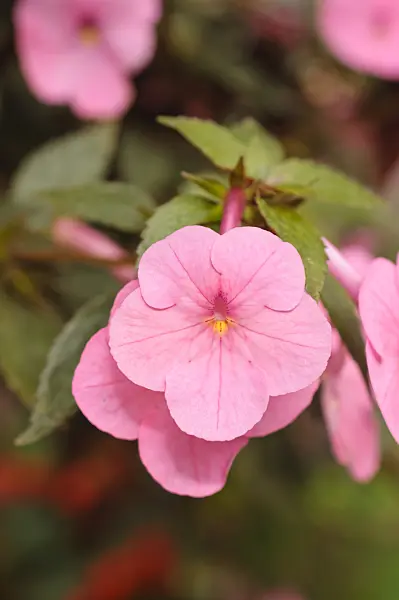 488021 - Achimenes Little Beauty
