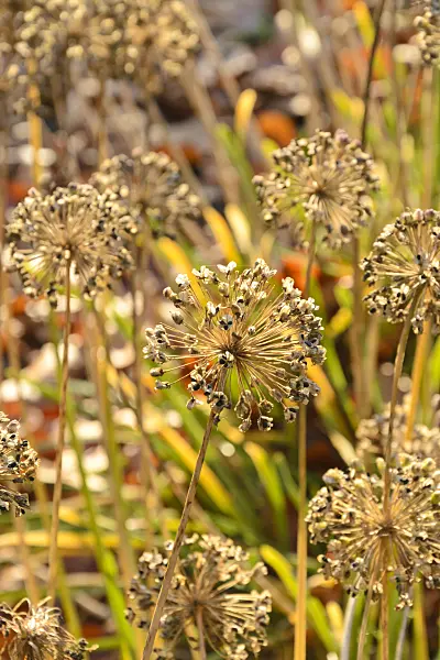 489074 - Ackerknoblauch (Allium ampeloprasum)