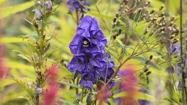 501120 - Aconit d'automne (Aconitum carmichaelii) et bourdon (Bombus)