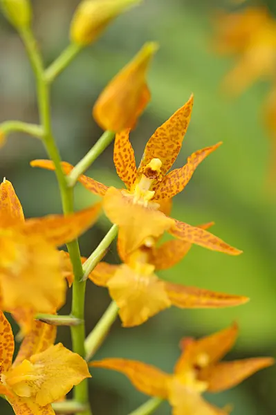 486153 - Adaglossum Mandarin