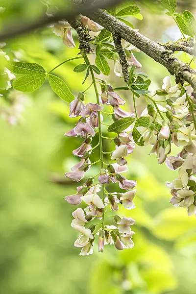 638142 - Adam's laburnum (Laburnocytisus adamii)