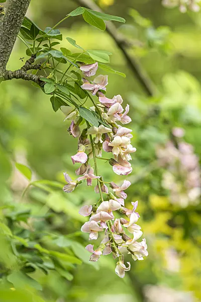 638143 - Adam's laburnum (Laburnocytisus adamii)
