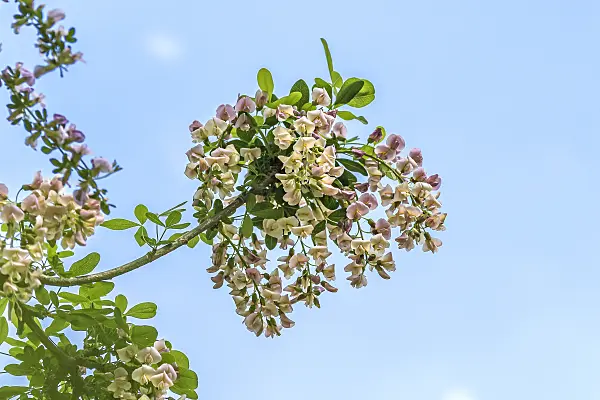 638144 - Adam's laburnum (Laburnocytisus adamii)