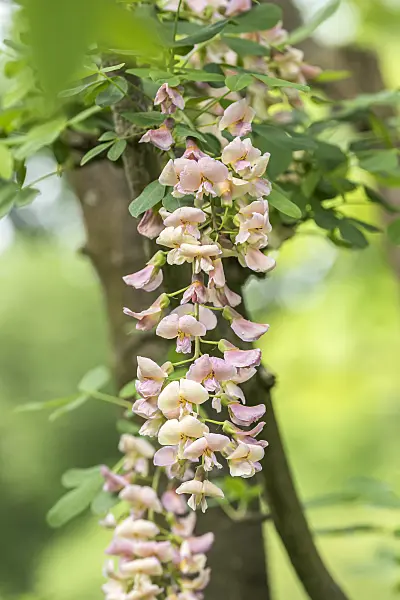 638145 - Adam's laburnum (Laburnocytisus adamii)