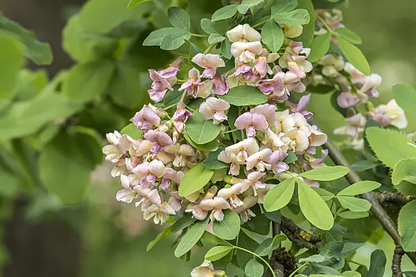 638146 - Adam's laburnum (Laburnocytisus adamii)