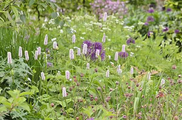 533328 - Adderwort (Bistorta officinalis syn. Polygonum bistorta) and water avens (Geum rivale)