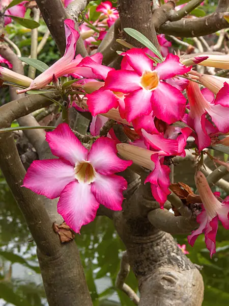 401166 - Adenium coetaneum
