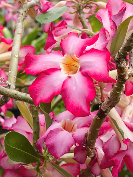 401167 - Adenium coetaneum