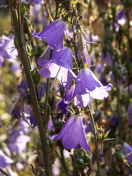 428305 - Adenophora liliifolia