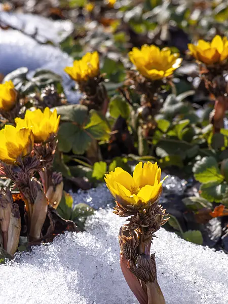 435182 - Adonis de l'amour (Adonis amurensis)