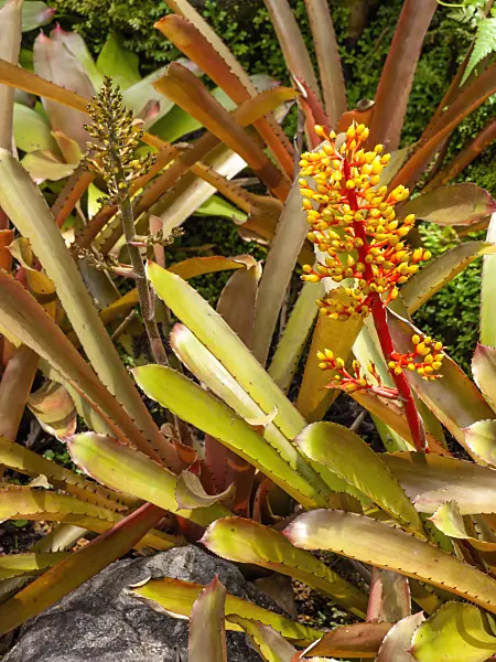 454151 - Aechmea ramosa var. ramosa