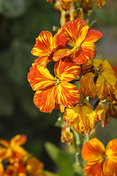 471286 - Aegean wallflower (Erysimum cheiri)