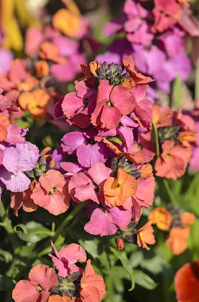 519088 - Aegean wallflower (Erysimum cheiri)