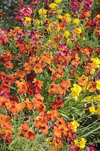 531119 - Aegean wallflower (Erysimum cheiri)