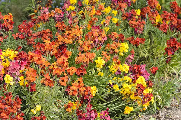 531120 - Aegean wallflower (Erysimum cheiri)