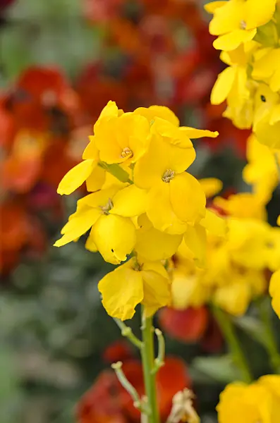 531121 - Aegean wallflower (Erysimum cheiri)