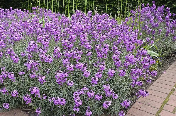 545010 - Aegean wallflower (Erysimum cheiri 'Bowles Mauve')