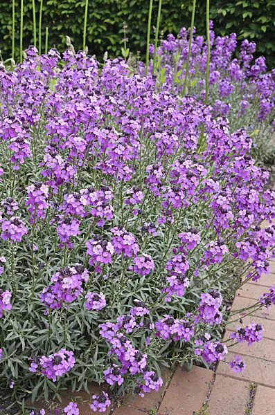 545012 - Aegean wallflower (Erysimum cheiri 'Bowles Mauve')