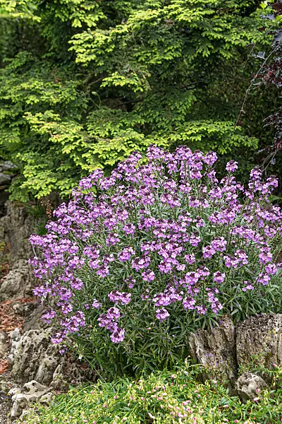 664142 - Aegean wallflower (Erysimum cheiri 'Bowles Mauve')