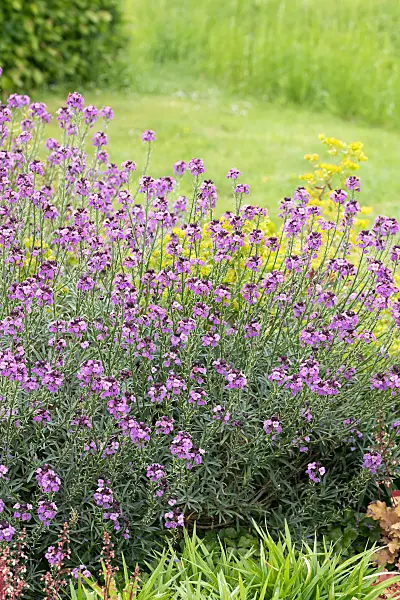 664143 - Aegean wallflower (Erysimum cheiri 'Bowles Mauve')