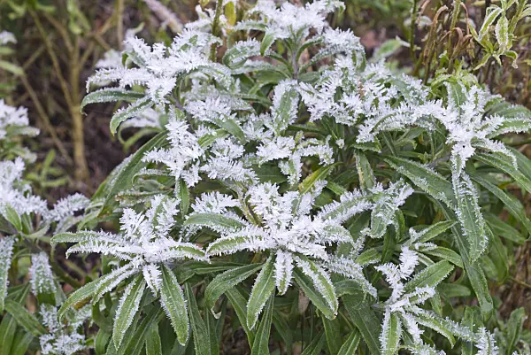 565024 - Aegean wallflower (Erysimum cheiri) with hoar frost