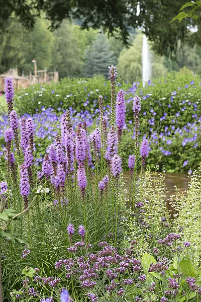 616415 - Ährige Prachtscharte (Liatris spicata)