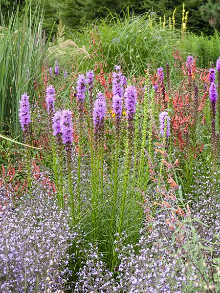 462135 - Ährige Prachtscharte (Liatris spicata) und Kapfuchsie (Phygelius capensis)