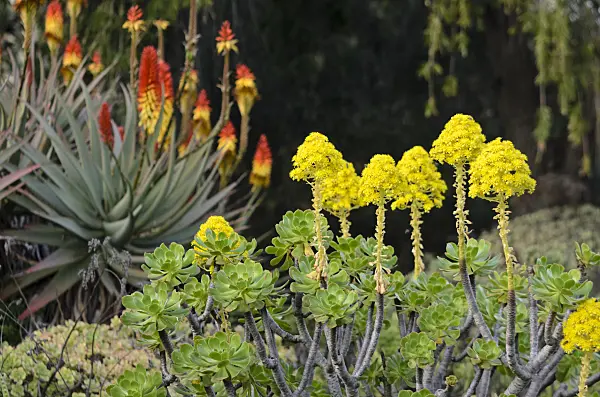 564167 - Aeonium (Aeonium) and aloe (Aloe mutabilis)