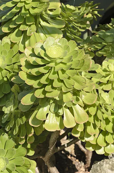 533093 - Aeonium (Aeonium arboreum var. arboreum)