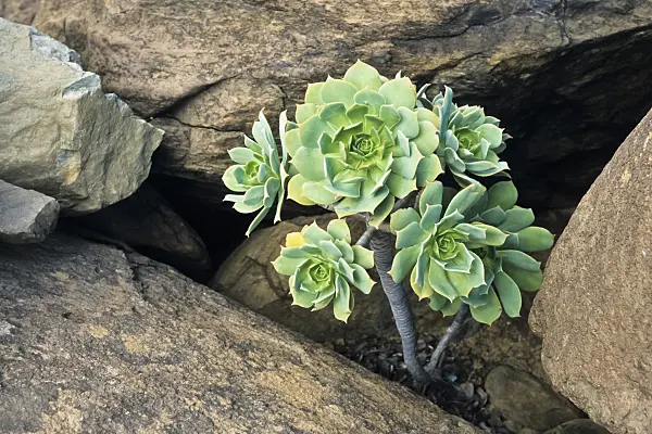 397100 - Aeonium (Aeonium) between mighty stones