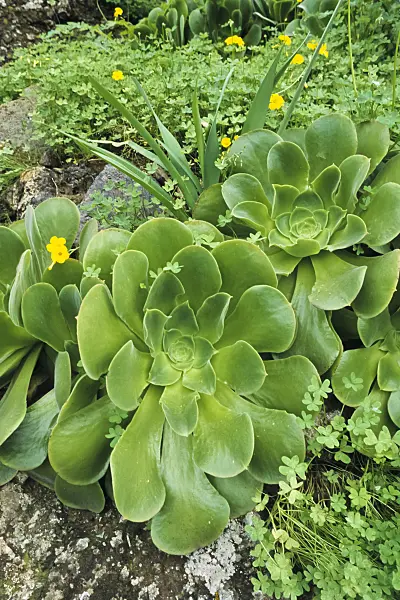 397067 - Aeonium (Aeonium canariense)