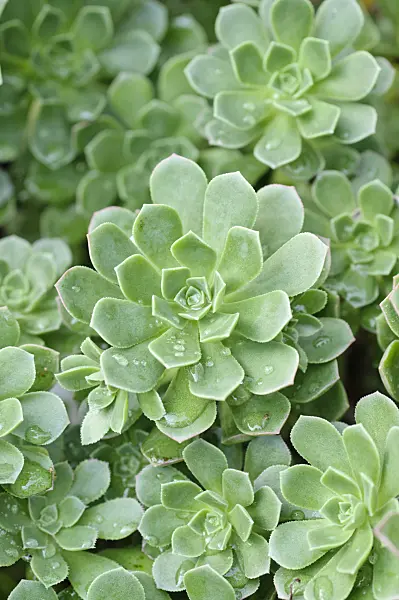 470093 - Aeonium (Aeonium castello-paivae)