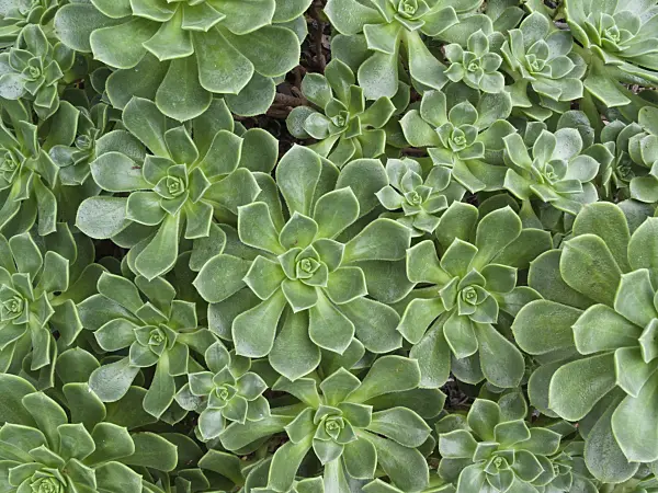 418047 - Aeonium (Aeonium haworthii)