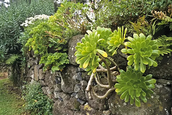 388073 - Aeonium (Aeonium holochrysum)
