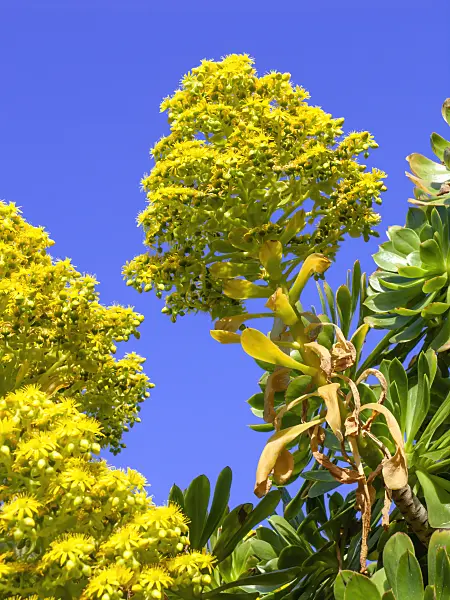 424094 - Aeonium (Aeonium holochrysum)