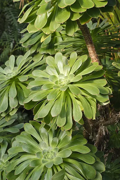 470099 - Aeonium (Aeonium holochrysum)