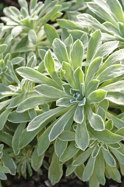 470094 - Aeonium (Aeonium mascaensis)