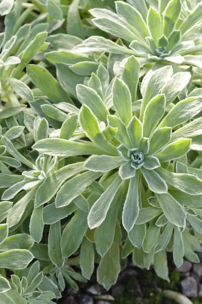 470095 - Aeonium (Aeonium mascaensis)